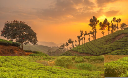 A scenic view of a tea plantation at sunset in the hills of South India. The landscape features neatly lined tea bushes on rolling hills, tall trees scattered along the slopes, and a large tree with red flowers on the left. The sky is filled with warm orange and golden hues as the sun sets behind the hills, creating a tranquil and picturesque atmosphere.