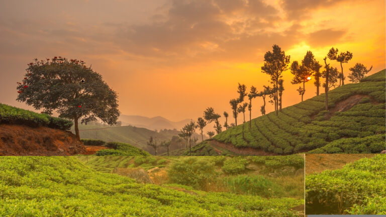 A scenic view of a tea plantation at sunset in the hills of South India. The landscape features neatly lined tea bushes on rolling hills, tall trees scattered along the slopes, and a large tree with red flowers on the left. The sky is filled with warm orange and golden hues as the sun sets behind the hills, creating a tranquil and picturesque atmosphere.