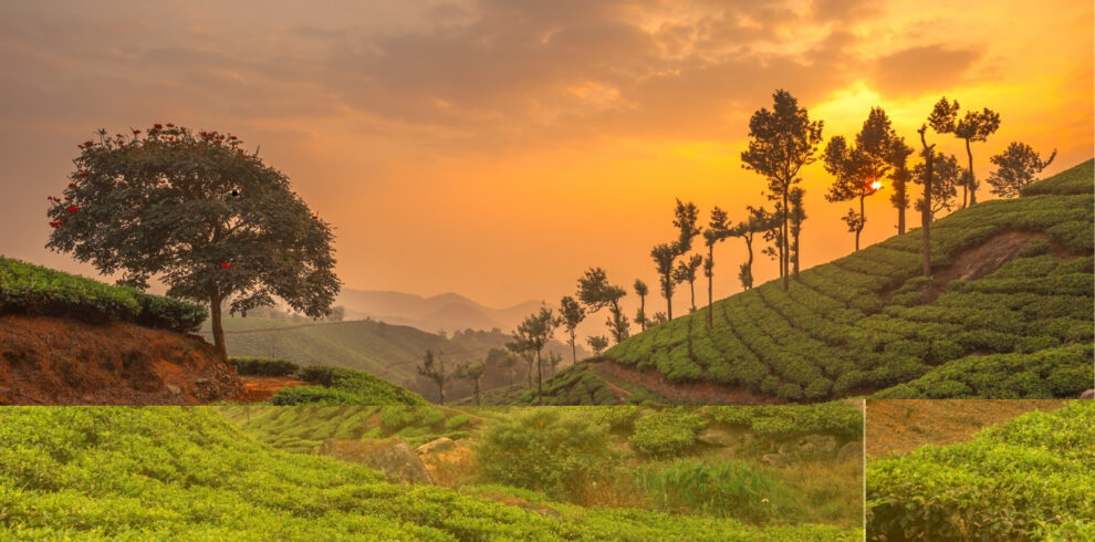 A scenic view of a tea plantation at sunset in the hills of South India. The landscape features neatly lined tea bushes on rolling hills, tall trees scattered along the slopes, and a large tree with red flowers on the left. The sky is filled with warm orange and golden hues as the sun sets behind the hills, creating a tranquil and picturesque atmosphere.