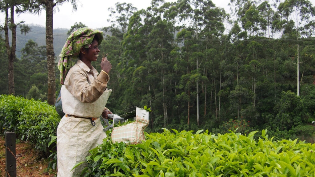 A woman in a white apron carefully picking fresh tea leaves in a lush green tea garden in Munnar.