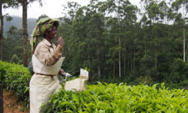A woman in a white apron carefully picking fresh tea leaves in a lush green tea garden in Munnar.