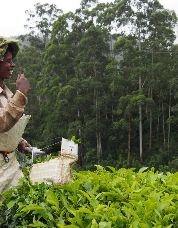 A woman in a white apron carefully picking fresh tea leaves in a lush green tea garden in Munnar.