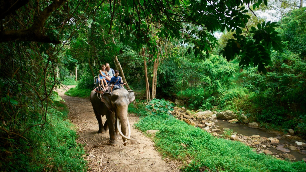 riding an elephant along a jungle path during the Topslip Parambikulam Elephant Safari.