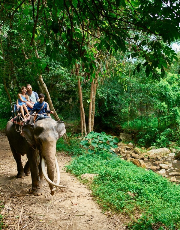 riding an elephant along a jungle path during the Topslip Parambikulam Elephant Safari.