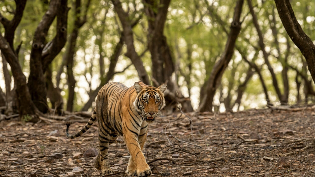 A tiger walking through a Topslip Parambikulam forest, surrounded by trees and dappled light in the middle of the day.