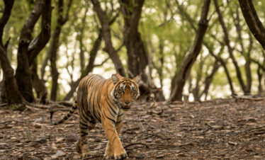 A tiger walking through a Topslip Parambikulam forest, surrounded by trees and dappled light in the middle of the day.