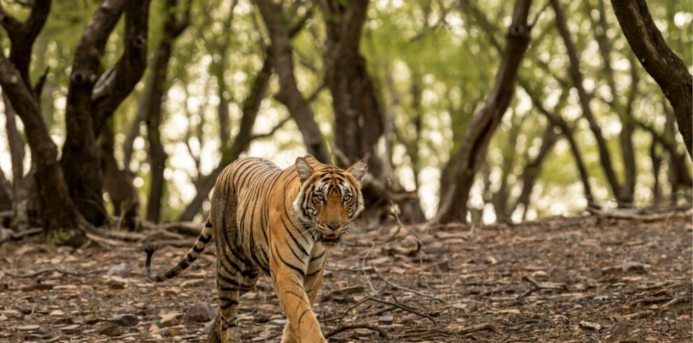 A tiger walking through a Topslip Parambikulam forest, surrounded by trees and dappled light in the middle of the day.