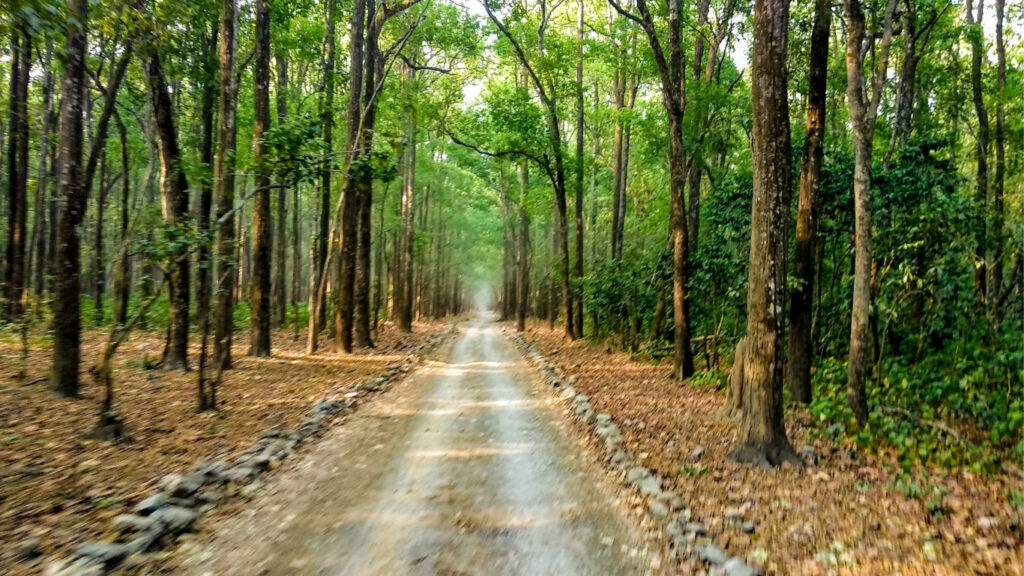 A tranquil dirt road meandering through the vibrant foliage of Topslip Parambikulam forest.