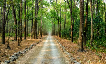 A tranquil dirt road meandering through the vibrant foliage of Topslip Parambikulam forest.