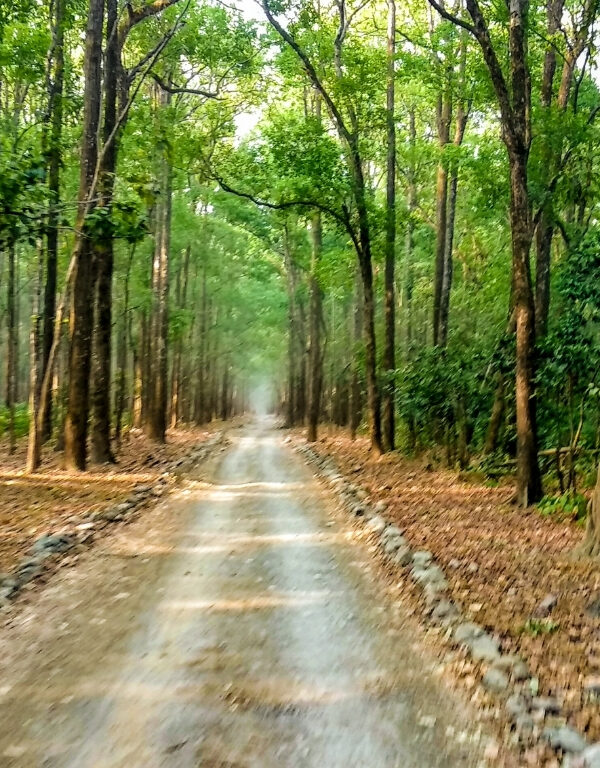 A tranquil dirt road meandering through the vibrant foliage of Topslip Parambikulam forest.